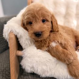 Boy 4 - Red  male Goldendoodle puppy in North Royalton, Ohio from Johnson's Doodles