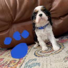 Mr. Dark Blue - Tri-color male Cavalier King Charles Spaniel puppy in Rocky Ford, Colorado from Scofield Cavaliers