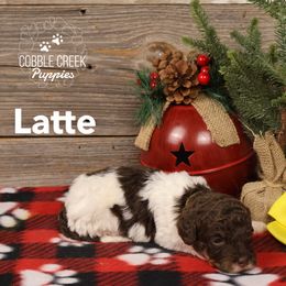 Latte - Brown and white female Bernedoodle puppy in Heyworth, Illinois from Cobble Creek Puppies