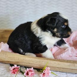 Reid - Black tri-color male Australian Shepherd puppy in Mountain Grove, Missouri from K Bar H Farms