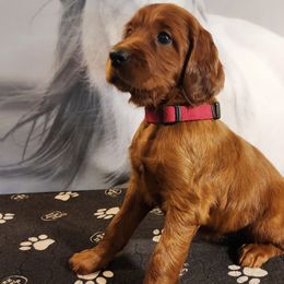 Maroon collar - Mahogany female Irish Setter puppy in Baileyville, Maine from Down East Setters and Labs