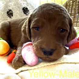 Yellow - Chocolate male Goldendoodle puppy in Clermont, Florida from Da Ruba Doodles