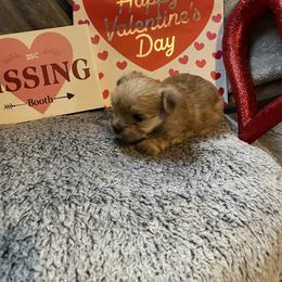 Annie - Gold female Morkie puppy in Taylorsville, North Carolina from Mountain Top Hot Tailz