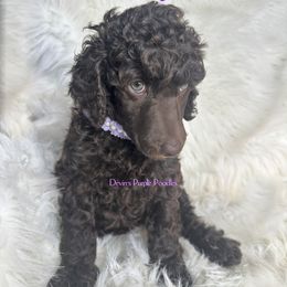 Amethyst - Brown Poodle puppy in Fort Calhoun, Nebraska from Devin’s Purple Poodles