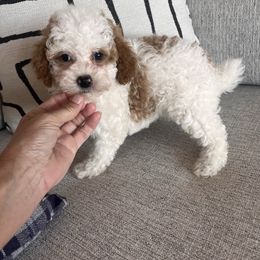 Willow - Parti female Poodle puppy in Queen Creek, Arizona from Prestigious Toy Poodles