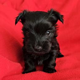 Boy 1 - Black and tan male Yorkshire Terrier puppy in Dayton, Ohio from BiewerHeart Yorkies
