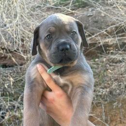 Prancer - Gray and fawn female Cane Corso puppy in Utah from 3Lake Kennelz