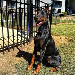 Khalise - Doberman Pinscher