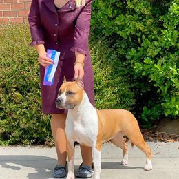 Jane - American Staffordshire Terrier