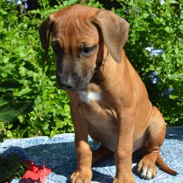 Julia Child - Rd whtn blk nose female Rhodesian Ridgeback puppy in Eustis, Florida from Kengali Rhodesian Ridgebacks