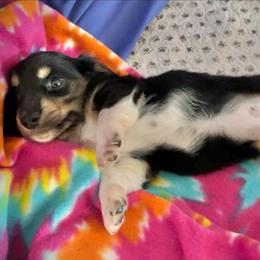 Kisses - Piebald female Dachshund puppy in Boerne, Texas from Maravillas Dachshunds LLC