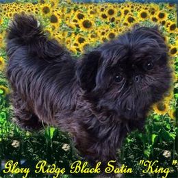King - Shih Tzu