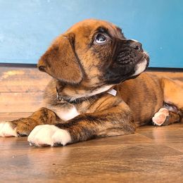 Boy 1 - Boxer puppy in South Carolina from Aaron's Boxers
