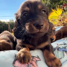 Black and Tan Male - Black and tan male Dachshund puppy in Nampa, Idaho from Long_and_Low_Dachshunds