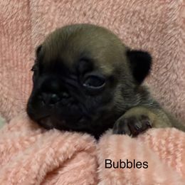 Bubbles - Fawn and white female French Bulldog puppy in Madison, Wisconsin from MadCity Frenchies
