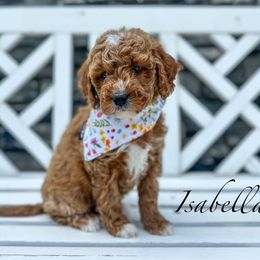 Isabella - Goldendoodle puppy from JW Doodles
