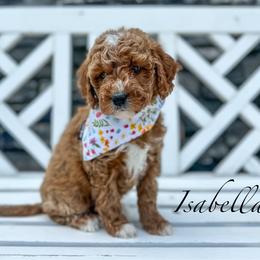 Isabella - Goldendoodle puppy from JW Doodles