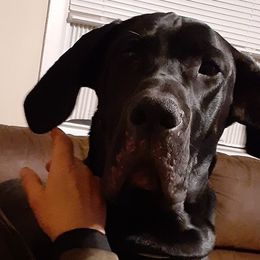 Great Danes from Triple D Danes