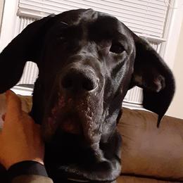 Great Danes from Triple D Danes