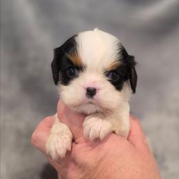 Freya - Tri-color female Cavalier King Charles Spaniel puppy in Romeoville, Illinois from KonopkaKennelsLLC