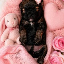Moana - Brindle female Shihpoo puppy in Hertford, North Carolina from Heaven Sent Shihpoo's