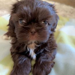 Sunny - Chocolate male Shih Tzu puppy in Azusa, California from RJ Shih Tzu lover