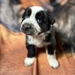 Boots - Black & white male Australian Shepherd puppy in Quaker City, Ohio from Wagon Wheel Aussies and Corgi’s