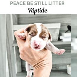 Riptide - Parti male Goldendoodle puppy in Punta Gorda, Florida from Transformation Acres Goldendoodle