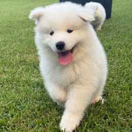 Tabasco (aka Toby) - White male Samoyed puppy in Lafayette, Louisiana from Southern Roux Samoyeds