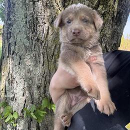 Lav Junior - Isabella male German Shepherd puppy in Watervliet, Michigan from M&M Shepherd Farms