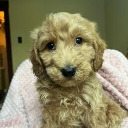 Maggie - Apricot female Goldendoodle puppy in Lowville, New York from Adirondack Labradoodles