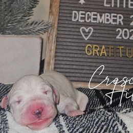 Boy 5 - Dalmatian puppy from Crescent Hill Dalmatians