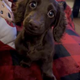 Dachshund Puppies from KC Doxies