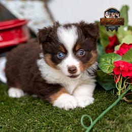 Skye - Red tri female Toy Australian Shepherd puppy in Granbury, Texas from Best Little Aussies