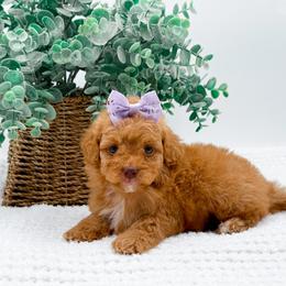 Pippa - Red  female Goldendoodle puppy in North Carolina from NC Doodle Puppies