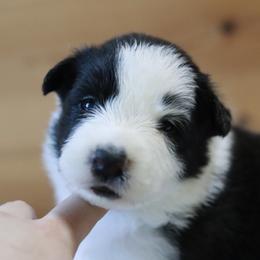 AKC Grand Champion Sired (Fatty) - Black female Border Collie puppy in Noble, Oklahoma from CheckItOut Border Collies