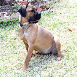 Freya - Cane Corso