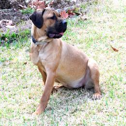 Freya - Cane Corso