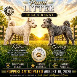 Pumi Puppies from Rocklin Farms Pumi