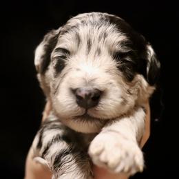 Sadie - Blue merle female Aussiedoodle puppy in Seguin, Texas from Navarro Royal Pups