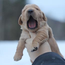 Boy 2 - Golden male Golden Retriever puppy in Lucasville, Ohio from Trusting Hearts Kennel