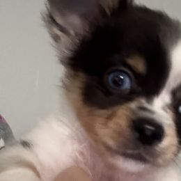 Chihuahuas from Funnyface Frenchies & Long Haired Chihuahuas