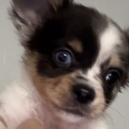 Chihuahuas from Funnyface Frenchies & Long Haired Chihuahuas