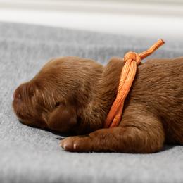 Mango - Dark golden male Golden Retriever puppy in Strawberry Plains, Tennessee from Origins Goldens