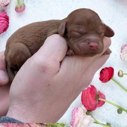 Girl 3 - Red female Cavapoo puppy in Coshocton, Ohio from Forever Family Puppies