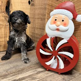 Banjo - Black tri-color male Aussiedoodle puppy in Lavonia, Georgia from H & A Kennels