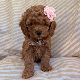Indie - Apricot female Assorted Doodle Crosses puppy in Yuba City, California from Lucky Day Doodles