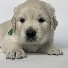 Golden Retriever Puppies from Skarlotte Goldens