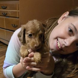 Boy 2 - Chocolate male Dachshund puppy in Edinburg, Virginia from Hunter Lane Dachshunds