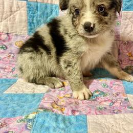 Blue male - Blue merle male Miniature Australian Shepherd puppy in Lemon Cove, California from Magic Ranch Mini Aussies